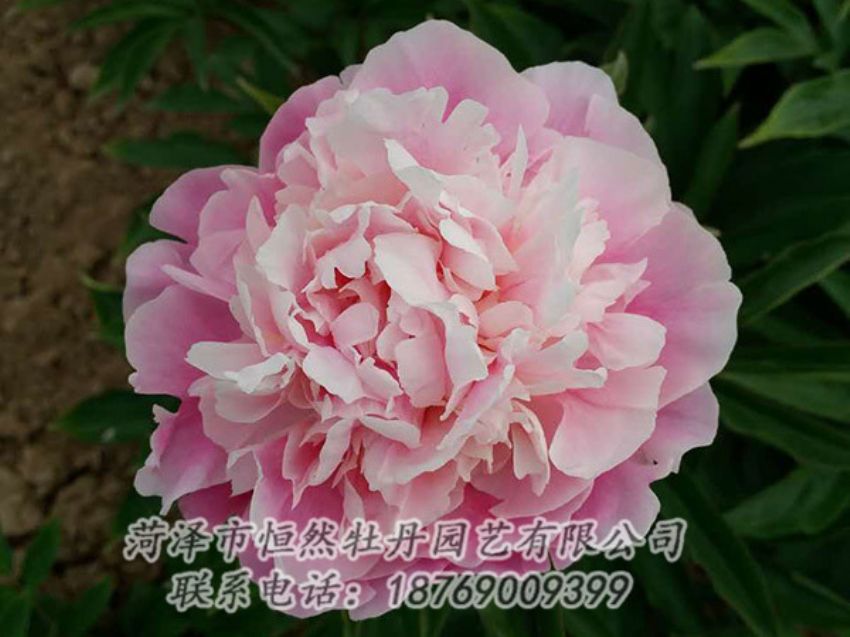 點(diǎn)擊查看詳細(xì)信息<br>標(biāo)題：粉色芍藥 閱讀次數(shù)：1391