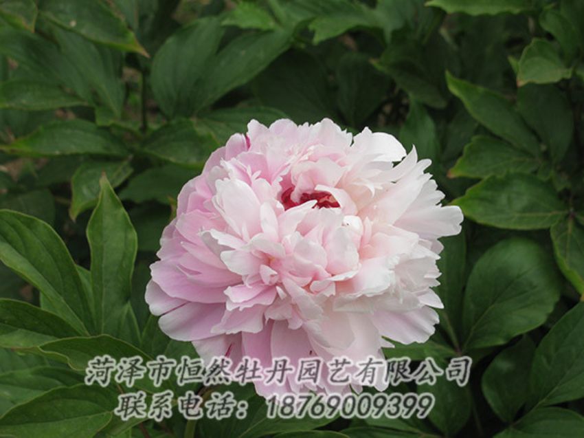 點(diǎn)擊查看詳細(xì)信息<br>標(biāo)題：粉色芍藥 閱讀次數(shù)：1116