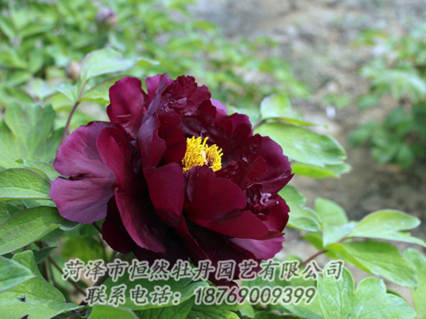 點(diǎn)擊查看詳細(xì)信息<br>標(biāo)題：黑色牡丹 閱讀次數(shù)：1125