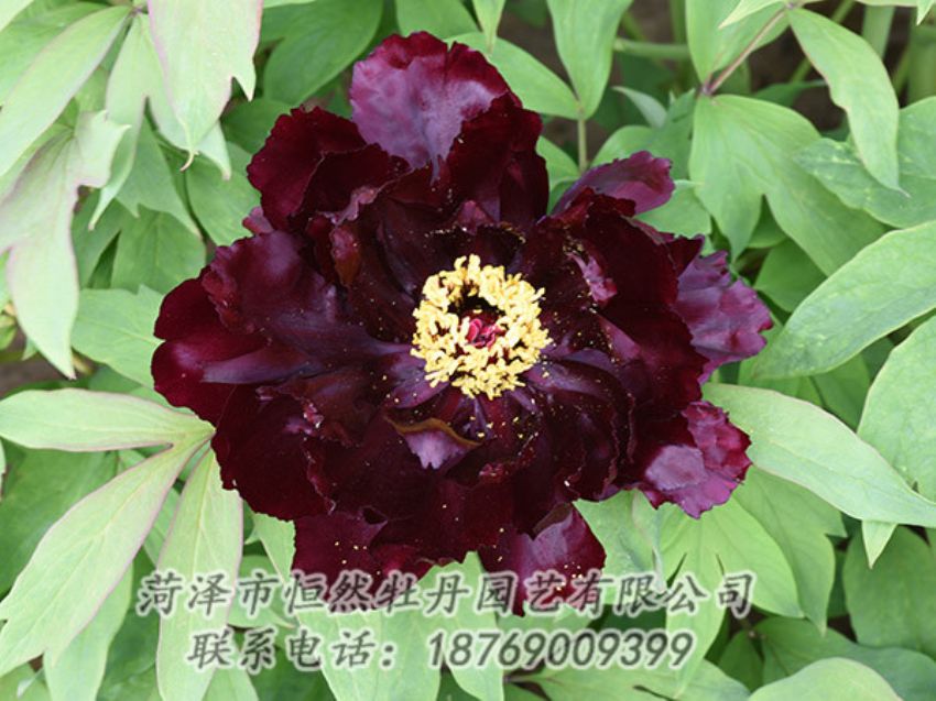 點(diǎn)擊查看詳細(xì)信息<br>標(biāo)題：黑色牡丹 閱讀次數(shù)：1295