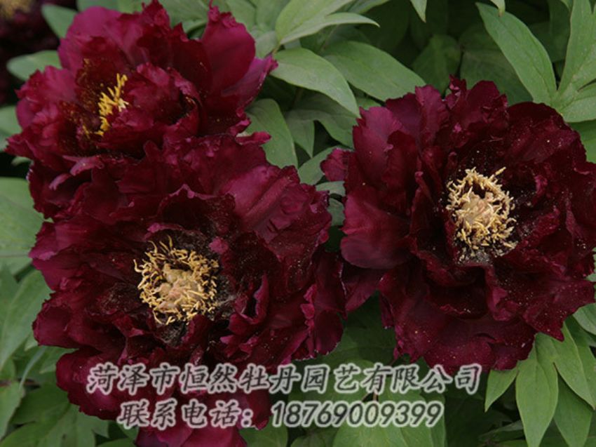 點(diǎn)擊查看詳細(xì)信息<br>標(biāo)題：黑色牡丹 閱讀次數(shù)：1124