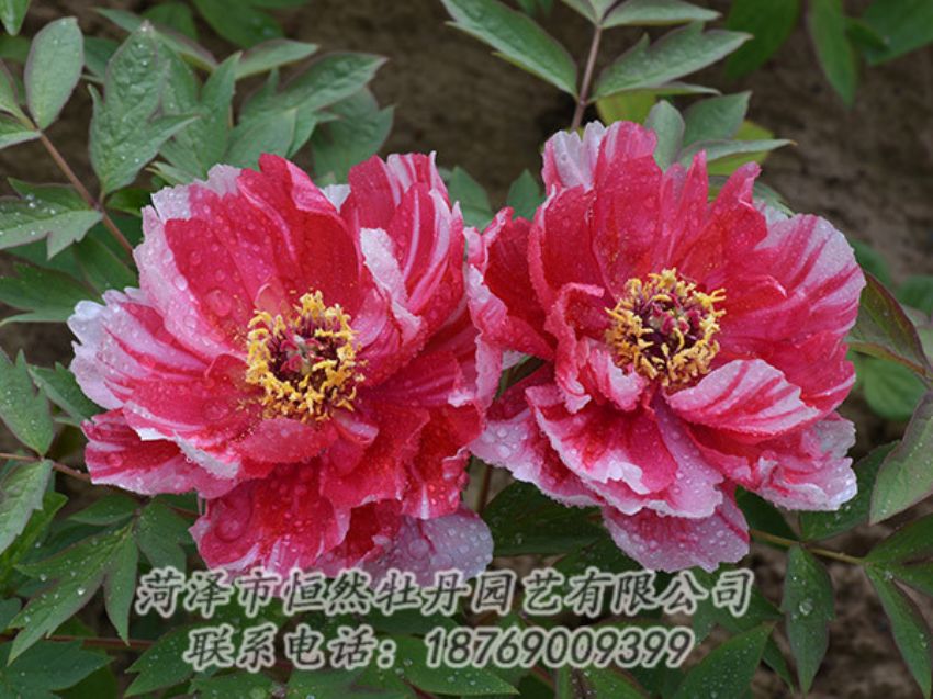 點(diǎn)擊查看詳細(xì)信息<br>標(biāo)題：復(fù)色牡丹 閱讀次數(shù)：1197