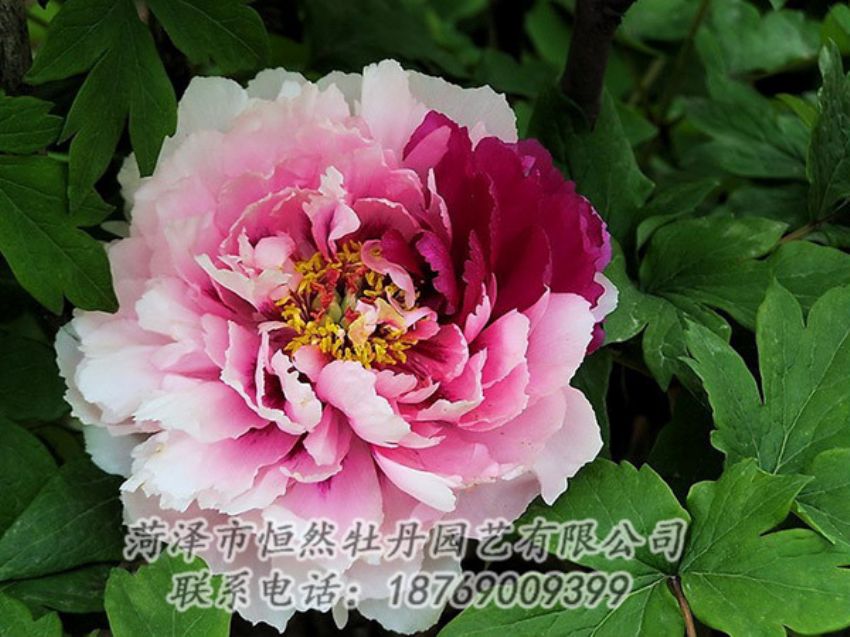 點(diǎn)擊查看詳細(xì)信息<br>標(biāo)題：復(fù)色牡丹 閱讀次數(shù)：1216