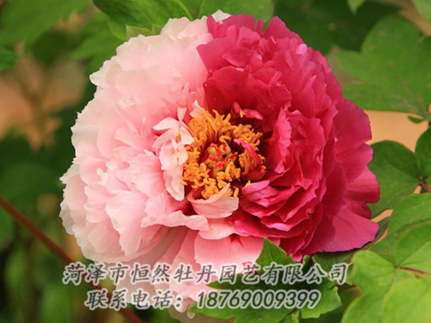 點(diǎn)擊查看詳細(xì)信息<br>標(biāo)題：復(fù)色牡丹 閱讀次數(shù)：1285