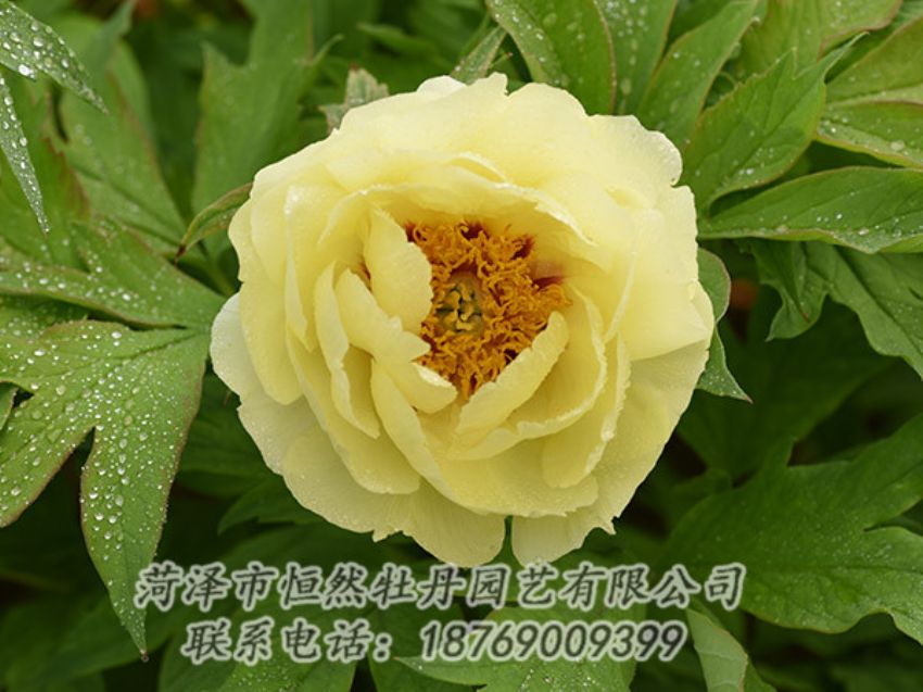 點擊查看詳細信息<br>標題：黃色牡丹 閱讀次數(shù)：1149