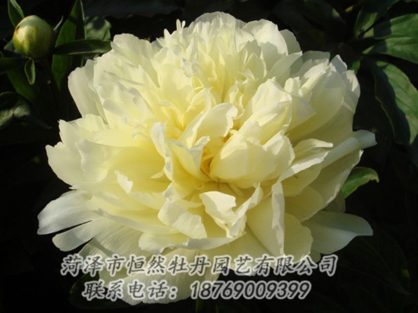 點擊查看詳細信息<br>標題：黃色牡丹 閱讀次數(shù)：1103
