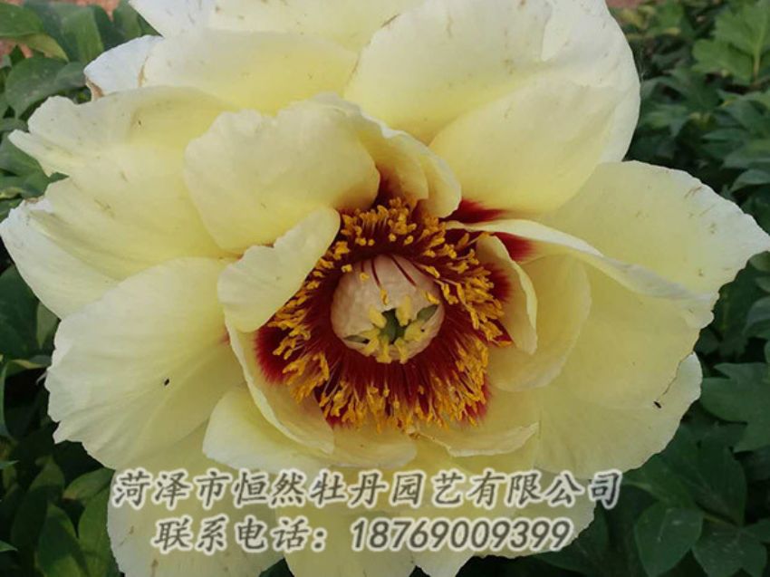 點(diǎn)擊查看詳細(xì)信息<br>標(biāo)題：黃色牡丹 閱讀次數(shù)：1174