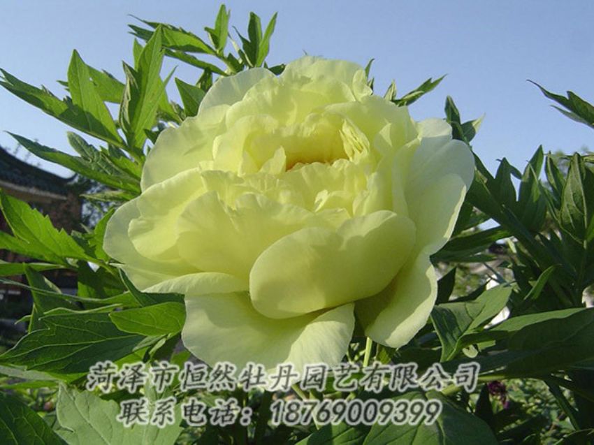 點(diǎn)擊查看詳細(xì)信息<br>標(biāo)題：黃色牡丹 閱讀次數(shù)：1131