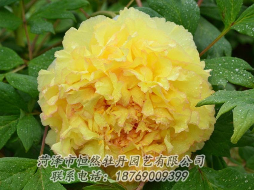 點(diǎn)擊查看詳細(xì)信息<br>標(biāo)題：黃色牡丹 閱讀次數(shù)：1141