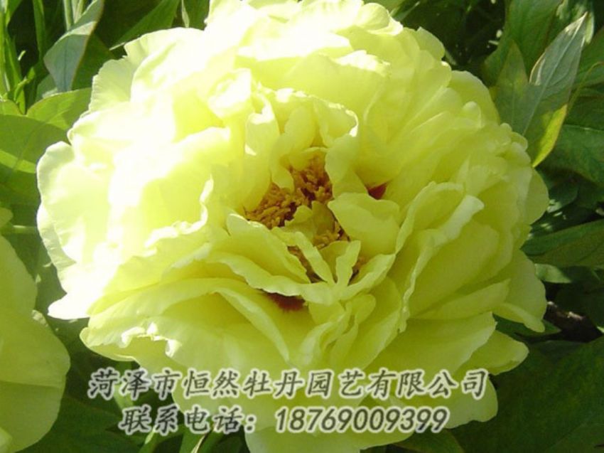 點(diǎn)擊查看詳細(xì)信息<br>標(biāo)題：黃色牡丹 閱讀次數(shù)：1101