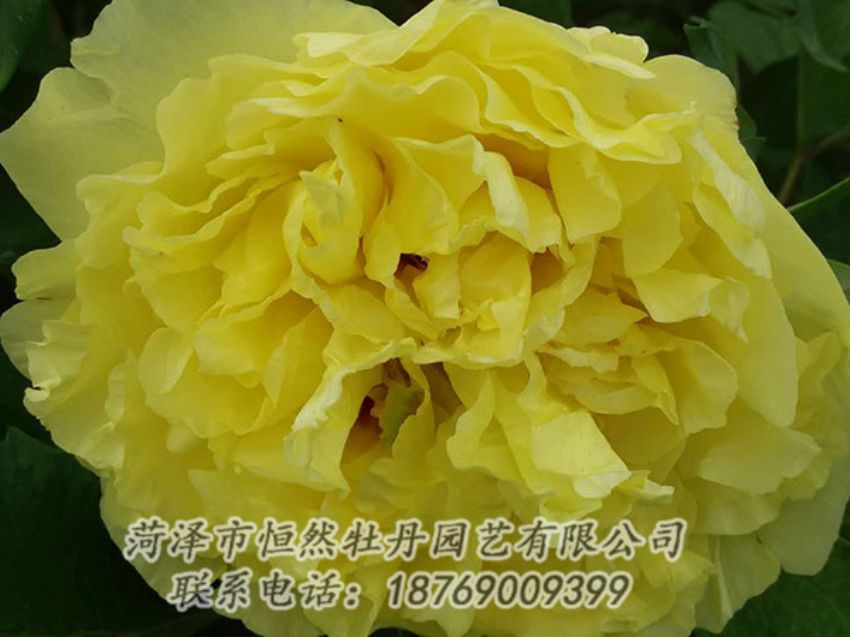 點(diǎn)擊查看詳細(xì)信息<br>標(biāo)題：黃色牡丹 閱讀次數(shù)：1058