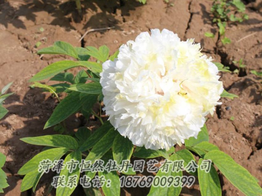 點(diǎn)擊查看詳細(xì)信息<br>標(biāo)題：白色牡丹 閱讀次數(shù)：1188