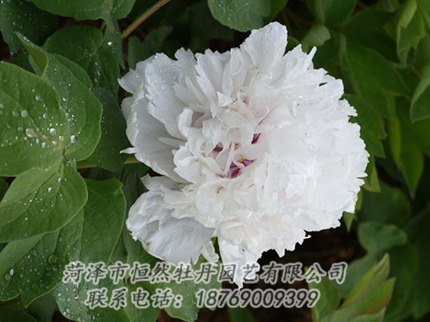 點(diǎn)擊查看詳細(xì)信息<br>標(biāo)題：白色牡丹 閱讀次數(shù)：1160