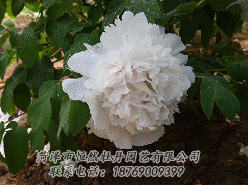 點(diǎn)擊查看詳細(xì)信息<br>標(biāo)題：白色牡丹 閱讀次數(shù)：1136