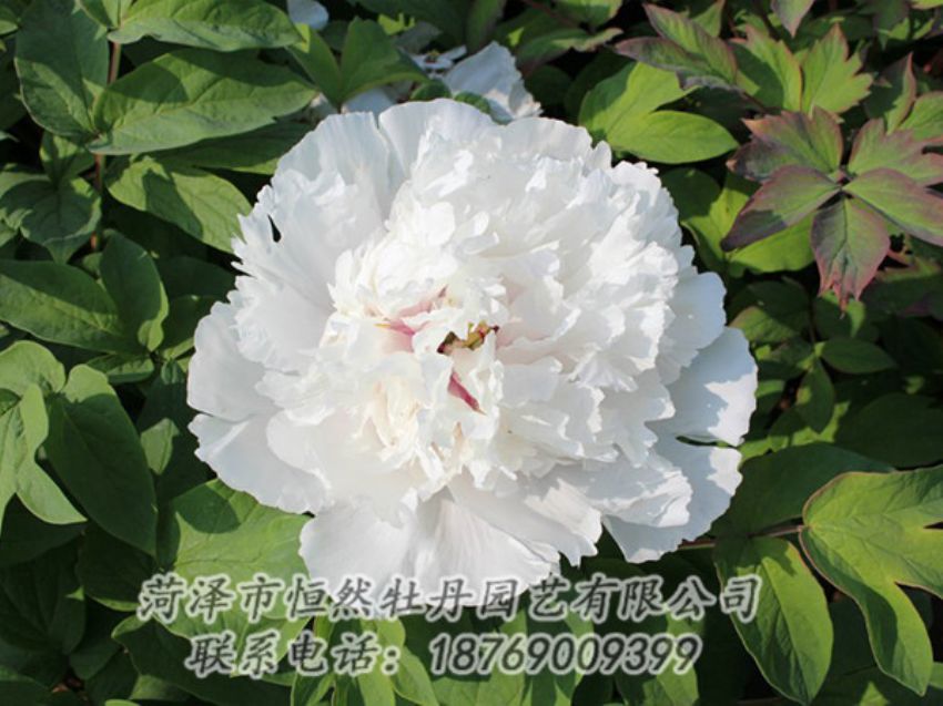 點(diǎn)擊查看詳細(xì)信息<br>標(biāo)題：白色牡丹 閱讀次數(shù)：1286