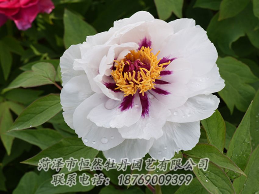 點(diǎn)擊查看詳細(xì)信息<br>標(biāo)題：白色牡丹 閱讀次數(shù)：1184