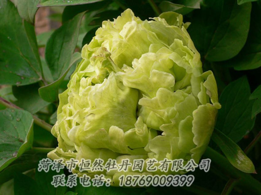 點擊查看詳細(xì)信息<br>標(biāo)題：綠色牡丹 閱讀次數(shù)：1230