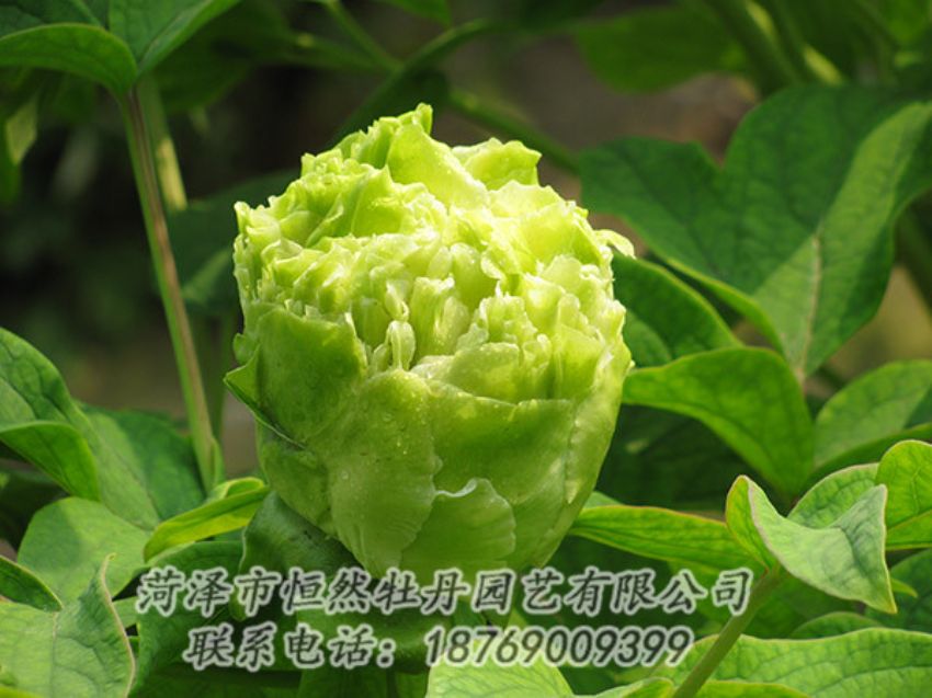 點擊查看詳細(xì)信息<br>標(biāo)題：綠色牡丹 閱讀次數(shù)：1272