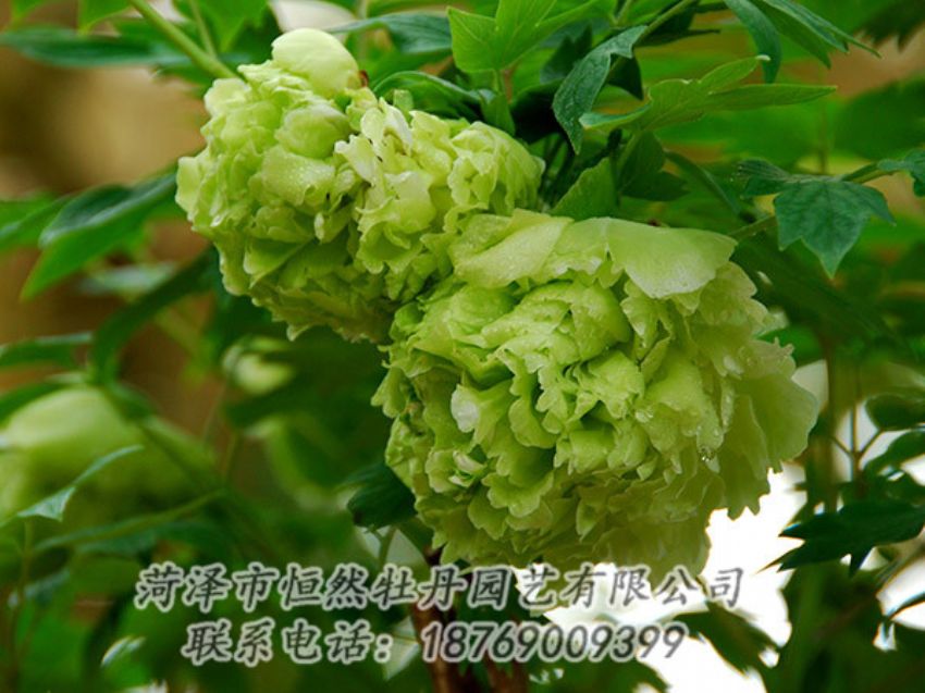 點擊查看詳細(xì)信息<br>標(biāo)題：綠色牡丹 閱讀次數(shù)：1246