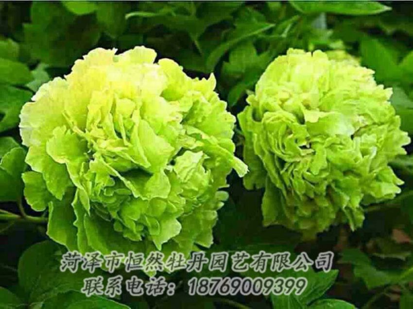 點擊查看詳細(xì)信息<br>標(biāo)題：綠色牡丹 閱讀次數(shù)：1343