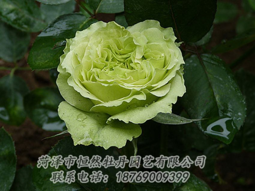 點擊查看詳細(xì)信息<br>標(biāo)題：綠色牡丹 閱讀次數(shù)：1262