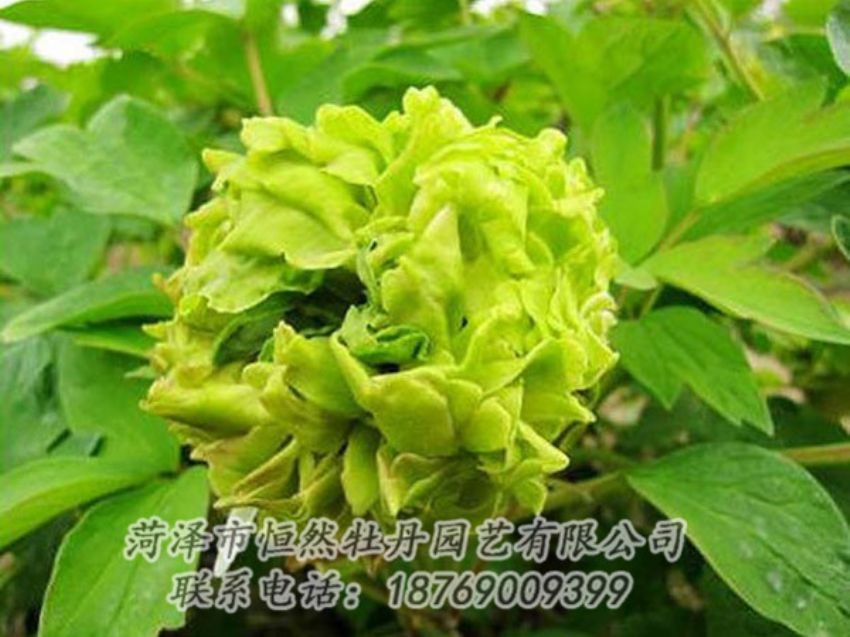 點擊查看詳細(xì)信息<br>標(biāo)題：綠色牡丹 閱讀次數(shù)：1270