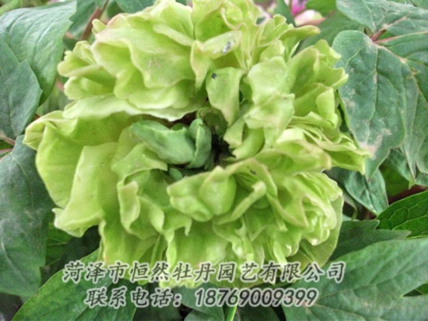 點擊查看詳細(xì)信息<br>標(biāo)題：綠色牡丹 閱讀次數(shù)：1345