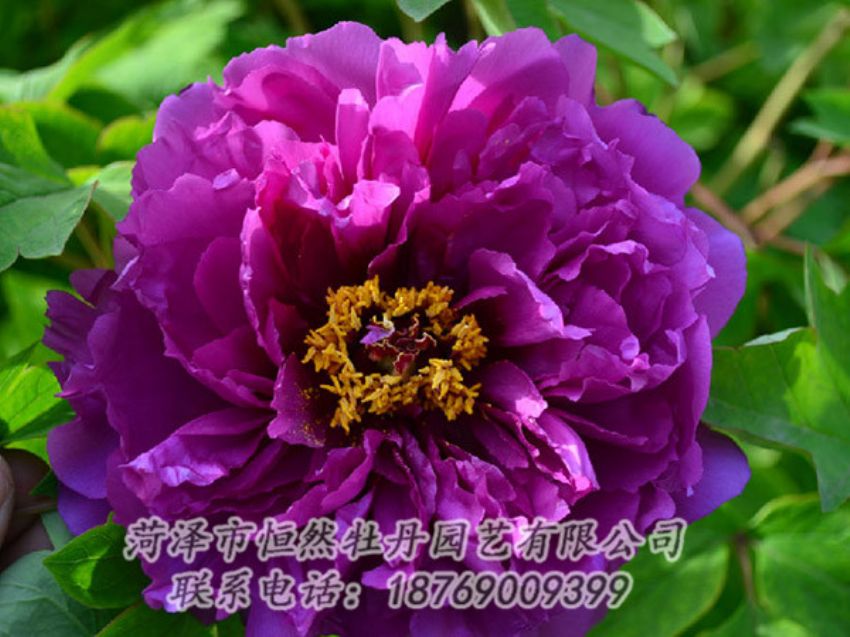 點(diǎn)擊查看詳細(xì)信息<br>標(biāo)題：紫色牡丹 閱讀次數(shù)：1426