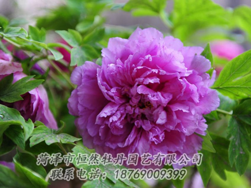 點(diǎn)擊查看詳細(xì)信息<br>標(biāo)題：紫色牡丹 閱讀次數(shù)：1375