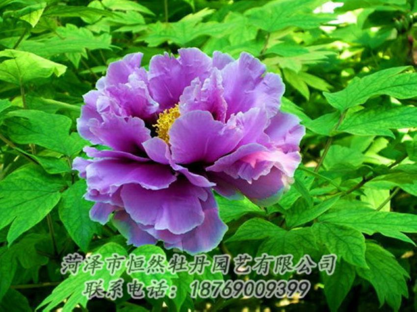 點(diǎn)擊查看詳細(xì)信息<br>標(biāo)題：紫色牡丹 閱讀次數(shù)：1336