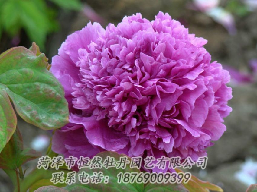 點(diǎn)擊查看詳細(xì)信息<br>標(biāo)題：紫色牡丹 閱讀次數(shù)：1794
