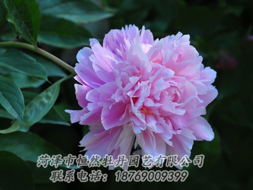 點(diǎn)擊查看詳細(xì)信息<br>標(biāo)題：紫色牡丹 閱讀次數(shù)：1807