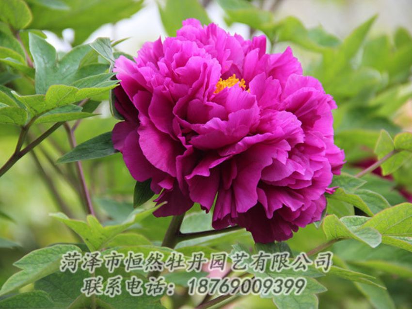 點(diǎn)擊查看詳細(xì)信息<br>標(biāo)題：紫色牡丹 閱讀次數(shù)：1876