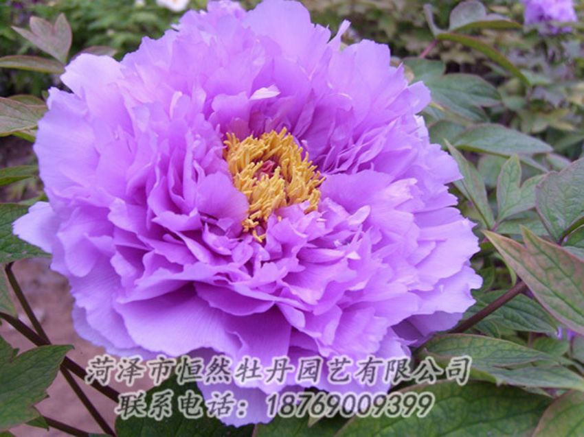 點(diǎn)擊查看詳細(xì)信息<br>標(biāo)題：紫色牡丹 閱讀次數(shù)：1880
