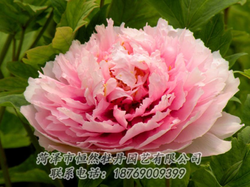 點擊查看詳細(xì)信息<br>標(biāo)題：粉色牡丹 閱讀次數(shù)：1962