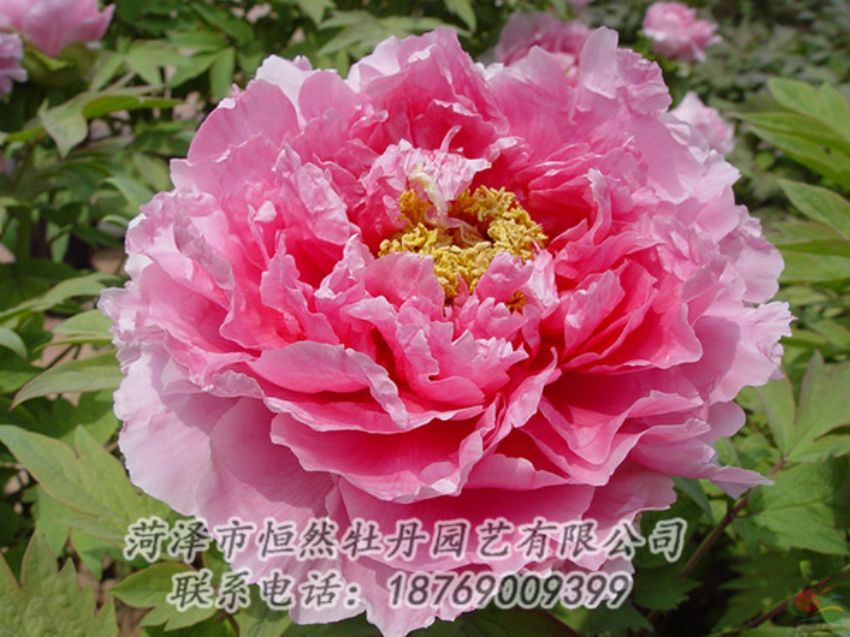 點擊查看詳細(xì)信息<br>標(biāo)題：粉色牡丹 閱讀次數(shù)：1932