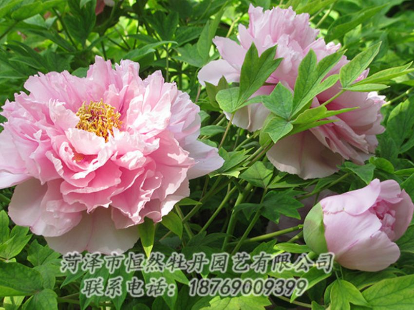 點(diǎn)擊查看詳細(xì)信息<br>標(biāo)題：粉色牡丹 閱讀次數(shù)：1841