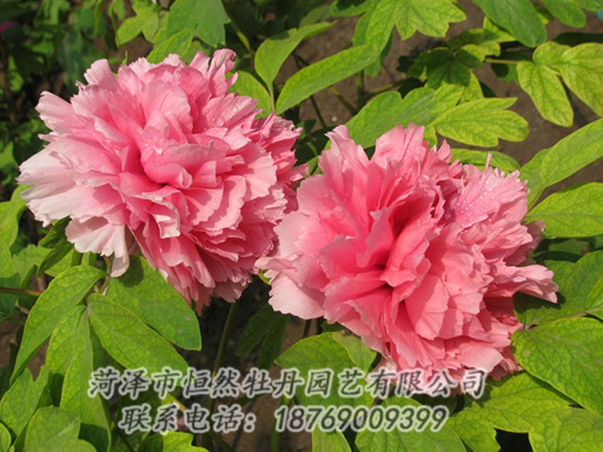 點(diǎn)擊查看詳細(xì)信息<br>標(biāo)題：粉色牡丹 閱讀次數(shù)：1808