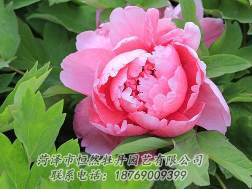 點(diǎn)擊查看詳細(xì)信息<br>標(biāo)題：粉色牡丹 閱讀次數(shù)：1765