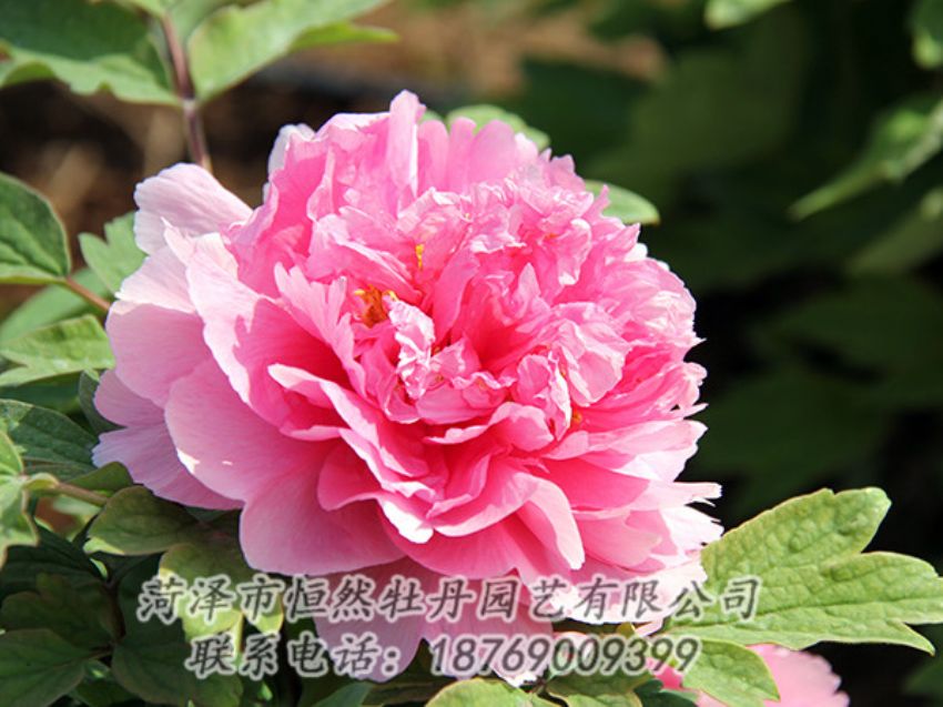 點(diǎn)擊查看詳細(xì)信息<br>標(biāo)題：粉色牡丹 閱讀次數(shù)：1801