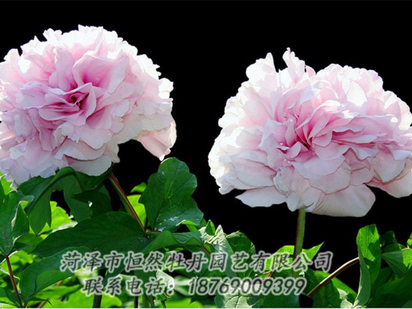 點(diǎn)擊查看詳細(xì)信息<br>標(biāo)題：粉色牡丹 閱讀次數(shù)：1849