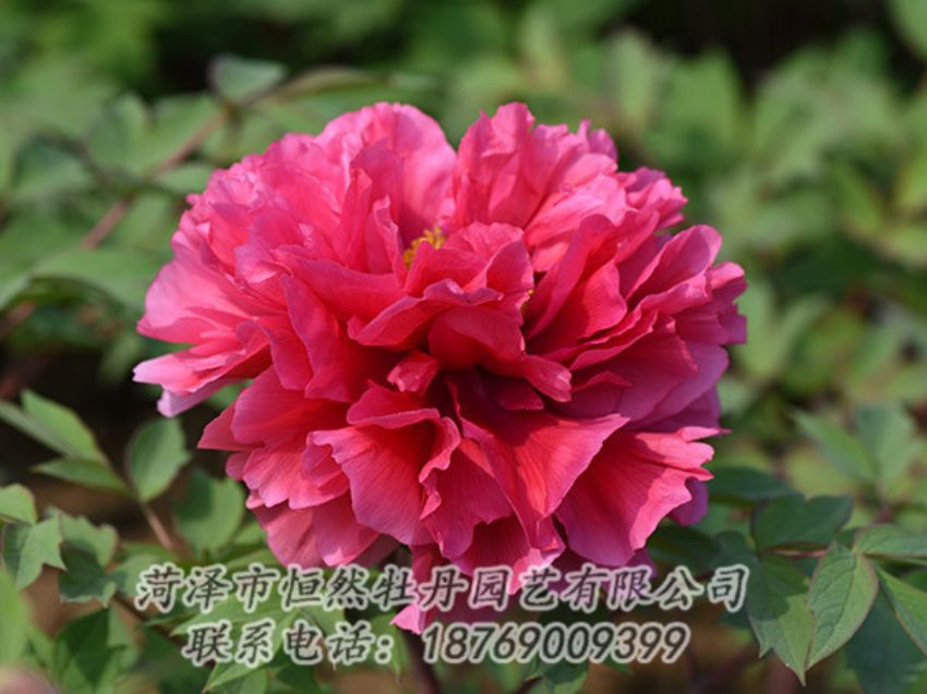 點(diǎn)擊查看詳細(xì)信息<br>標(biāo)題：紅色牡丹 閱讀次數(shù)：1898