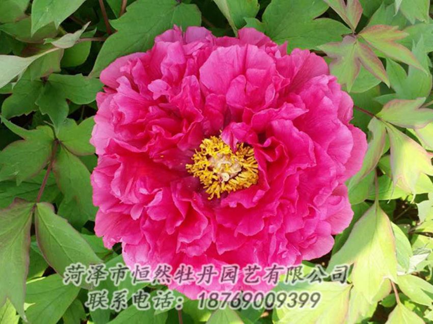 點(diǎn)擊查看詳細(xì)信息<br>標(biāo)題：紅色牡丹 閱讀次數(shù)：2013