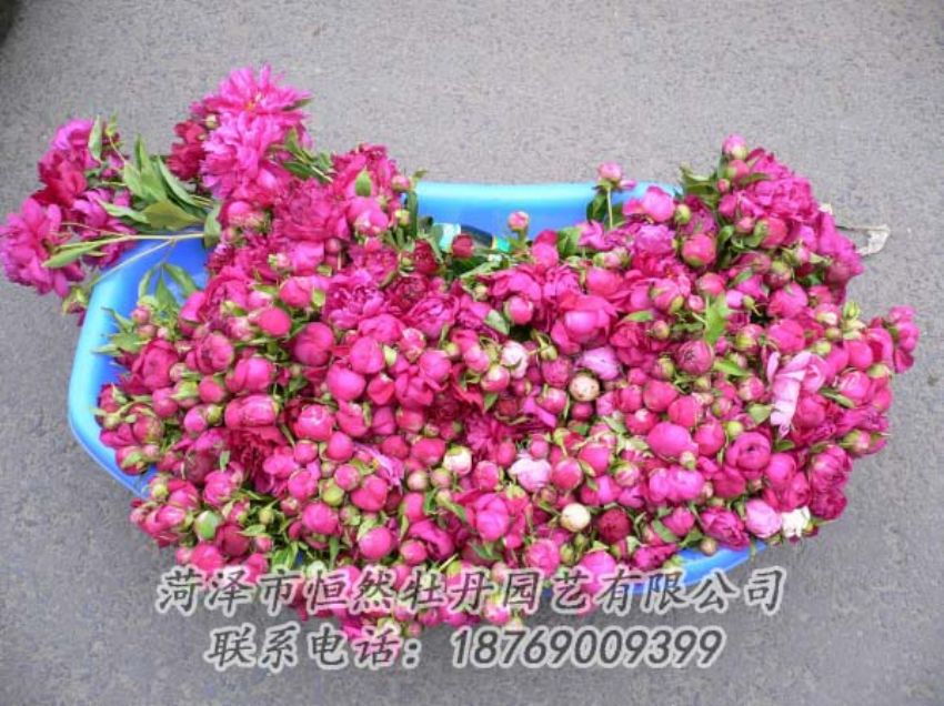 點(diǎn)擊查看詳細(xì)信息<br>標(biāo)題：芍藥切花 閱讀次數(shù)：1956