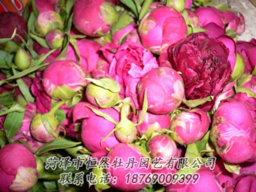 點(diǎn)擊查看詳細(xì)信息<br>標(biāo)題：芍藥切花 閱讀次數(shù)：1967